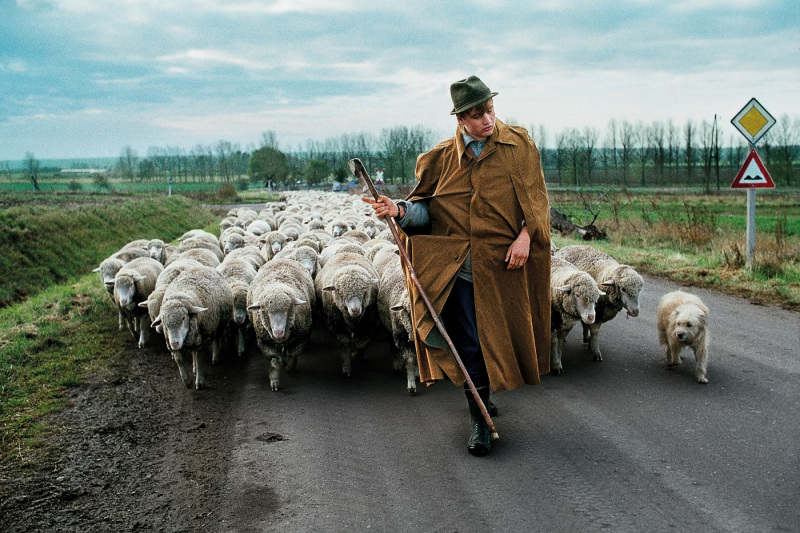 A shepherd with his sheep – Magdeburg, Germany, 1989