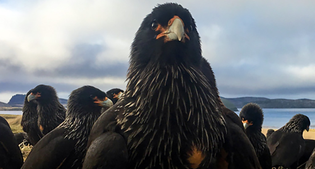 Meet Johnny Rook, the world's smartest bird of prey - The Vagabond